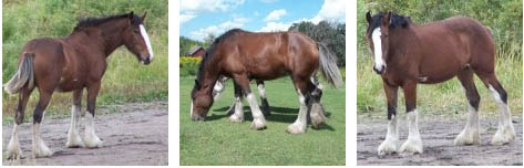 Donegal Josephine - Clydesdale Brood Mare